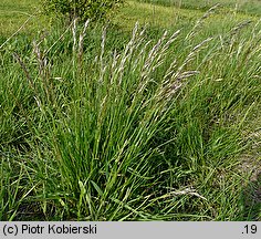 Avenula pubescens (owsica omszona)