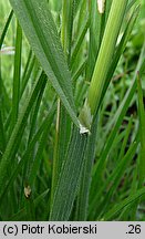 Avenula pubescens (owsica omszona)