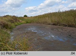 Azolla filiculoides (azolla paprotkowa)