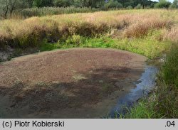 Azolla filiculoides (azolla paprotkowa)