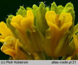 Barbarea stricta (gorczycznik prosty)