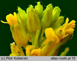 Barbarea stricta (gorczycznik prosty)