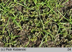 Ranunculus circinatus (jaskier krążkolistny)