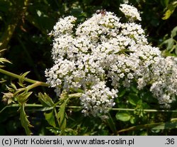 Berula erecta (potocznik wąskolistny)