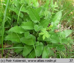 Betonica officinalis (bukwica zwyczajna)