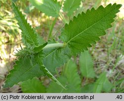 Betonica officinalis (bukwica zwyczajna)