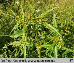 Bidens cernua (uczep zwisły)