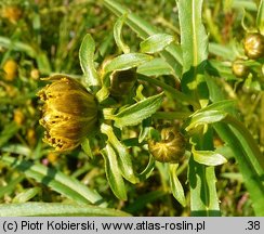 Bidens cernua (uczep zwisły)