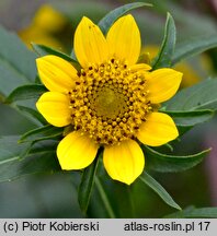 Bidens cernua (uczep zwisły)