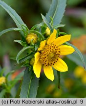 Bidens cernua (uczep zwisły)