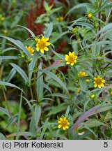 Bidens cernua (uczep zwisły)