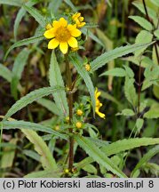 Bidens cernua (uczep zwisły)