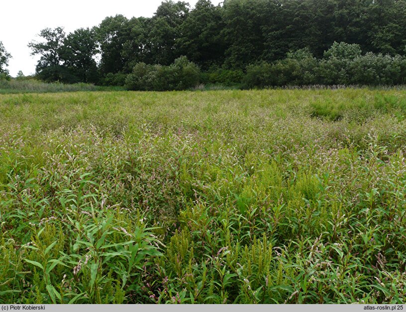 Bidenti-Rumicetum maritimi - zespół szczawiu nadmorskiego