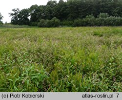 Bidenti-Rumicetum maritimi - zespół szczawiu nadmorskiego