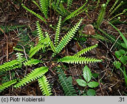 Blechnum spicant (podrzeń żebrowiec)