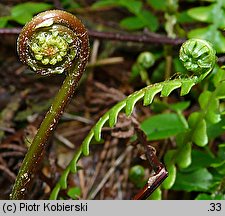 Blechnum spicant (podrzeń żebrowiec)