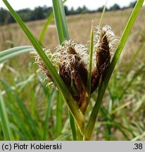 Bolboschoenus maritimus agg. (sitowiec nadmorski (agg.))