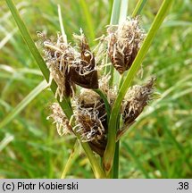 Bolboschoenus maritimus agg. (sitowiec nadmorski (agg.))