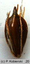 Bolboschoenus yagara