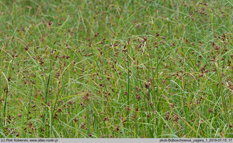 Bolboschoenus yagara