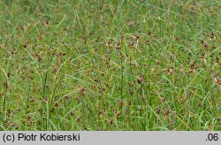 Bolboschoenus yagara