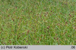 Bolboschoenus yagara