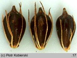 Bolboschoenus yagara