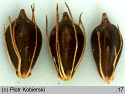 Bolboschoenus yagara