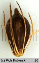 Bolboschoenus yagara