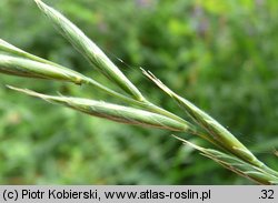 Brachypodium pinnatum (kłosownica pierzasta)