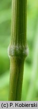 Brachypodium pinnatum (kłosownica pierzasta)