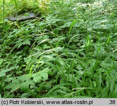 Brachypodium sylvaticum (kłosownica leśna)