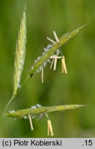 Brachypodium pinnatum (kłosownica pierzasta)