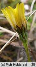 Leontodon saxatilis (brodawnik różnoowockowy)