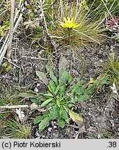 Leontodon saxatilis (brodawnik różnoowockowy)