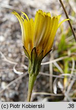 Leontodon saxatilis (brodawnik różnoowockowy)