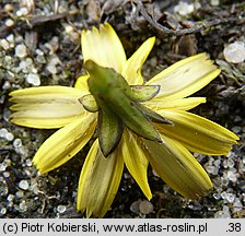 Leontodon saxatilis (brodawnik różnoowockowy)