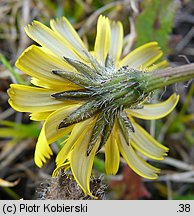 Leontodon saxatilis (brodawnik różnoowockowy)