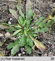 Leontodon saxatilis (brodawnik różnoowockowy)