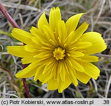 Leontodon saxatilis (brodawnik różnoowockowy)