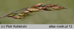 Bromus racemosus (stokłosa groniasta)