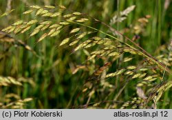 Bromus racemosus (stokłosa groniasta)