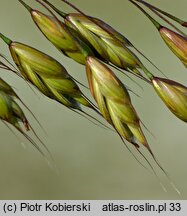 Bromus racemosus (stokłosa groniasta)