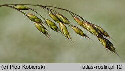 Bromus racemosus (stokłosa groniasta)