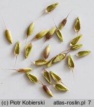 Bromus racemosus (stokłosa groniasta)