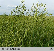 Bromus secalinus (stokłosa żytnia)