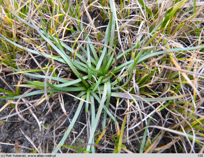 Littorella uniflora (brzeżyca jednokwiatowa)