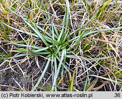 Littorella uniflora (brzeżyca jednokwiatowa)