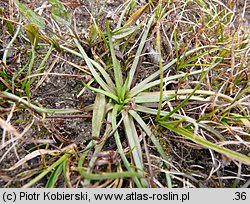 Littorella uniflora (brzeżyca jednokwiatowa)