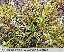 Littorella uniflora (brzeżyca jednokwiatowa)